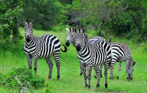 daysLakeMburoNationalParksafaria